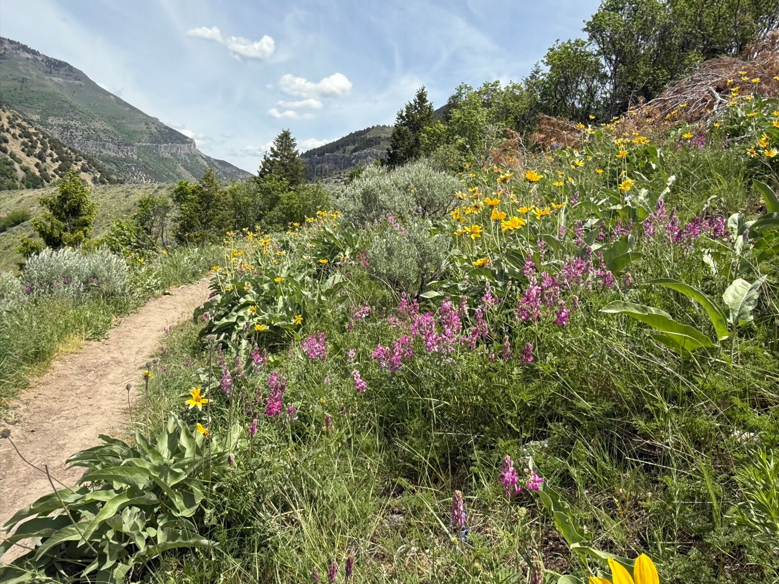 A winding dirt path surrounded by colorful wildflowers, including yellow and pink blooms, alongside lush green grass. In the background, rolling hills and mountains are visible under a partly cloudy sky. The scene is set in Providence, Utah.