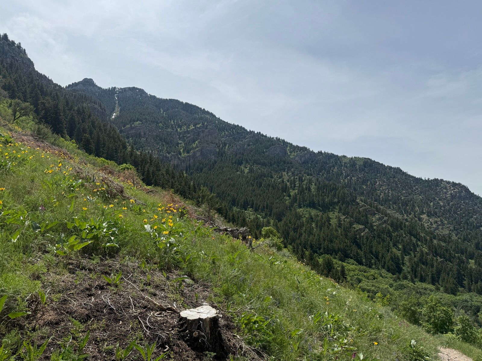 A scenic view of a mountainous landscape in Providence, Utah. The foreground features a grassy area with colorful wildflowers and a tree stump, while the background showcases steep green mountains under a partly cloudy sky.