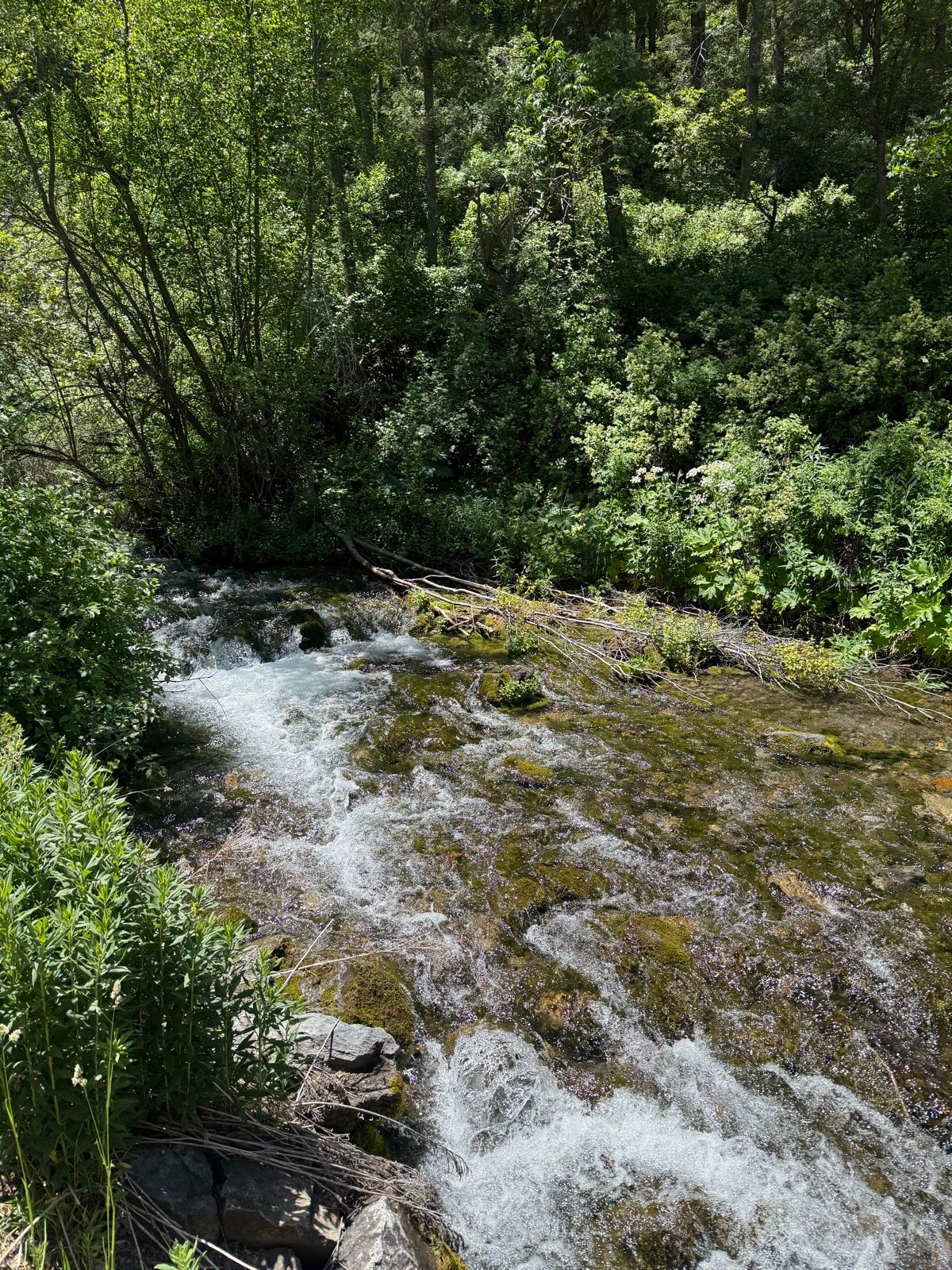 A clear, flowing stream surrounded by lush green vegetation and trees in Providence, Utah. Sunlight filters through the leaves, illuminating the water and the rocky bank.
