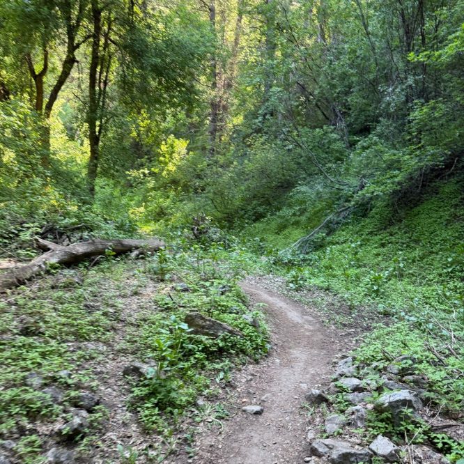 A narrow dirt trail winds through a lush green forest in Green Canyon, Utah. Tall trees and dense underbrush surround the path, creating a serene natural setting. Sunlight filters through the leaves, illuminating the scene.