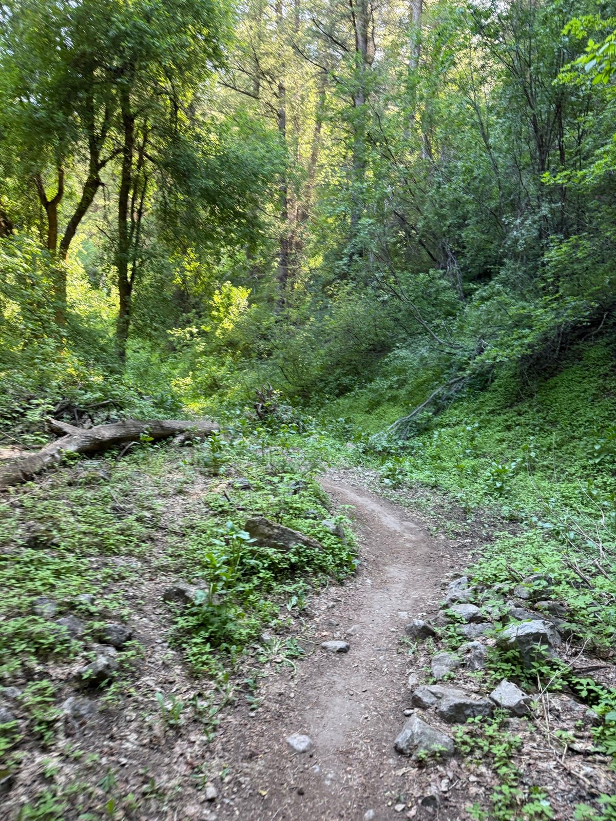 A narrow dirt trail winds through a lush green forest in Green Canyon, Utah. Tall trees and dense underbrush surround the path, creating a serene natural setting. Sunlight filters through the leaves, illuminating the scene.