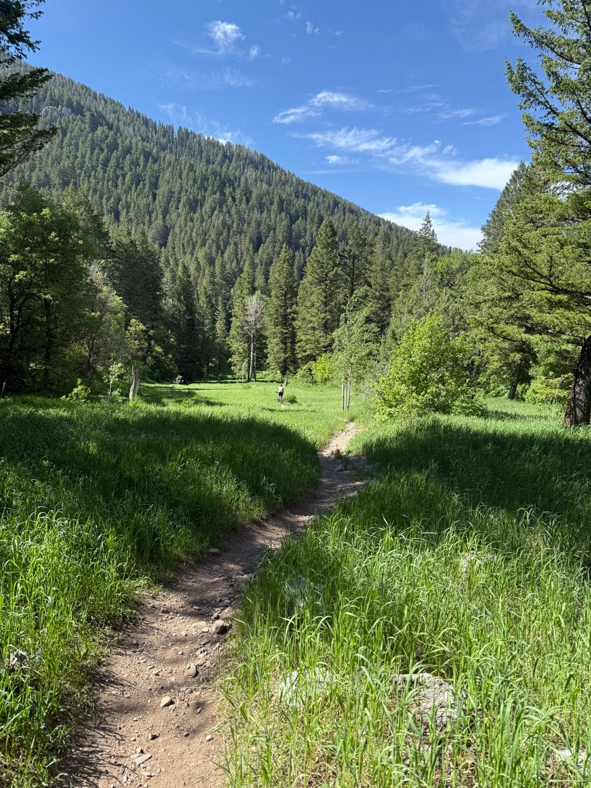 A winding dirt path leads through a grassy area surrounded by tall trees and mountains under a clear blue sky in Green Canyon, Utah. A person is walking along the trail in the distance.