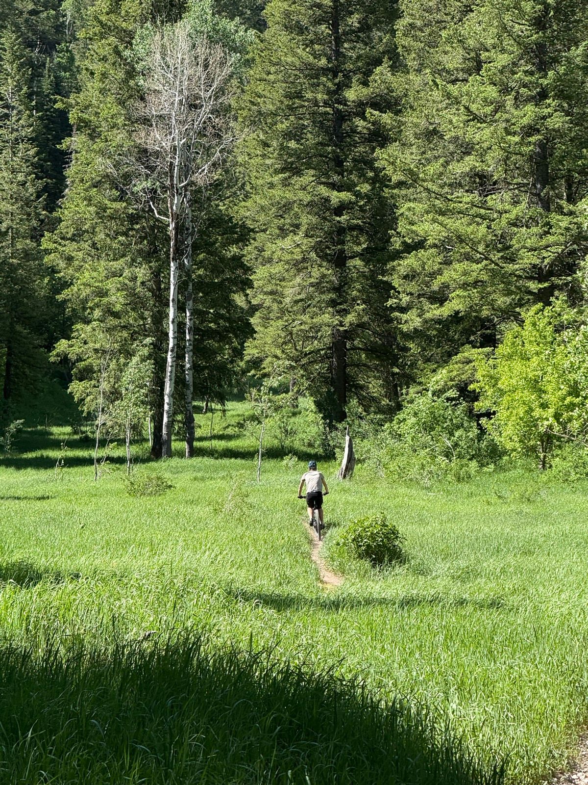 A person rides a mountain bike along a narrow trail in a lush green meadow, surrounded by tall trees in Green Canyon, Utah.