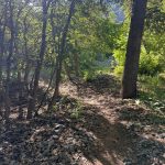 A dirt path winding through a lush green forest with sunlight filtering through the trees. Rocks and scattered leaves line the trail, leading to an opening in the background. Taken in Providence Canyon, Utah.