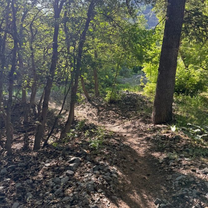 A dirt path winding through a lush green forest with sunlight filtering through the trees. Rocks and scattered leaves line the trail, leading to an opening in the background. Taken in Providence Canyon, Utah.