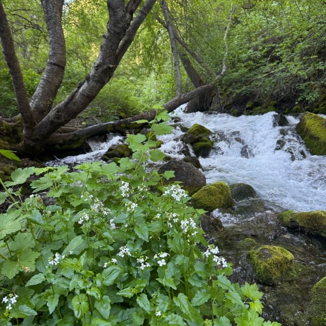 A vibrant, green landscape in Providence, Utah, featuring a gently flowing stream surrounded by lush trees. In the foreground, clusters of green plants with small white flowers bloom near the water.