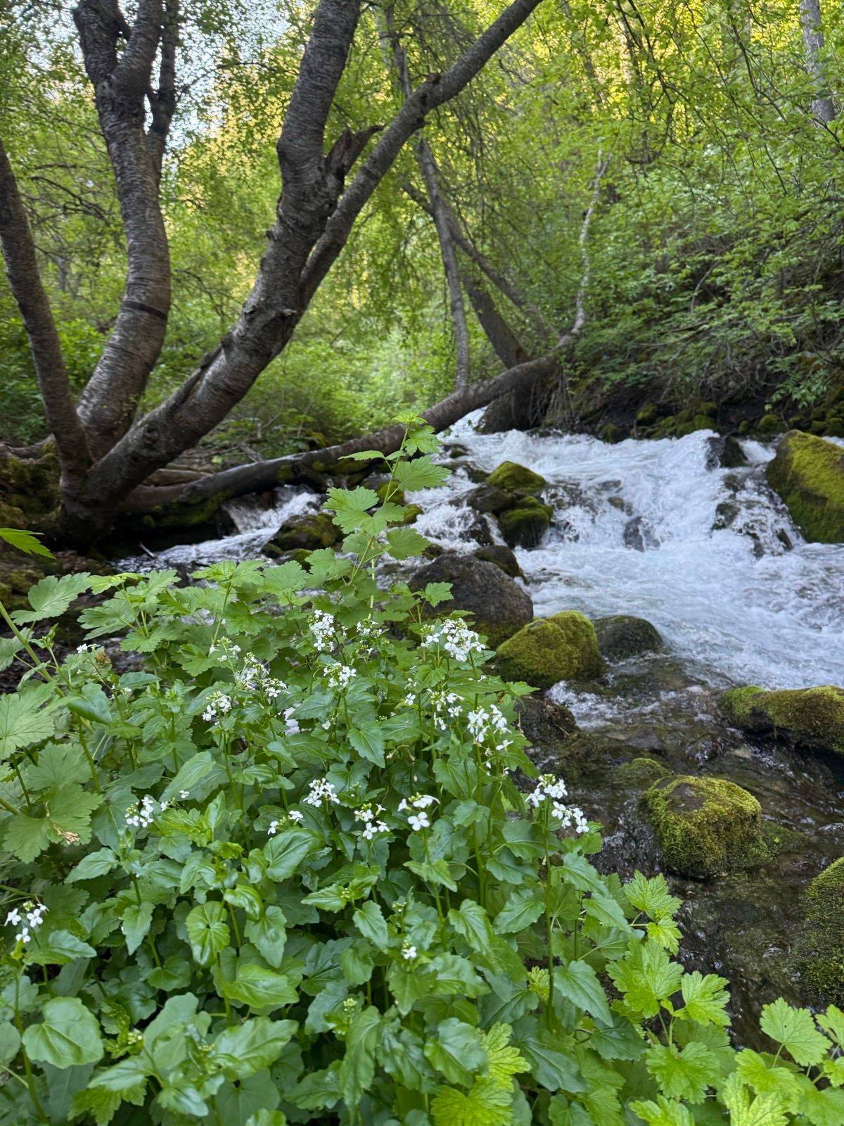 A vibrant, green landscape in Providence, Utah, featuring a gently flowing stream surrounded by lush trees. In the foreground, clusters of green plants with small white flowers bloom near the water.