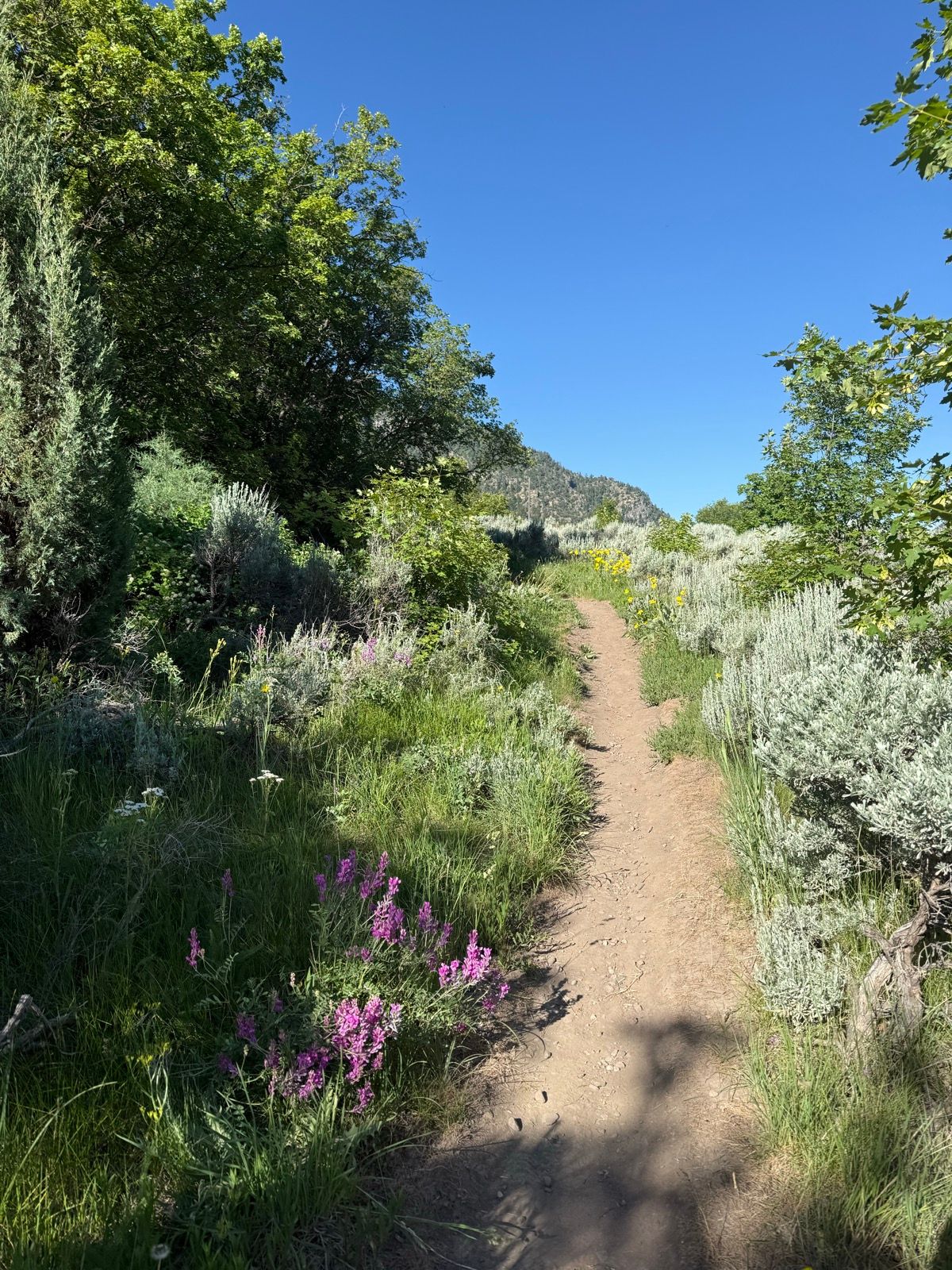 A dirt path winds through a vibrant landscape in Providence, Utah, lined with greenery and wildflowers, under a clear blue sky.