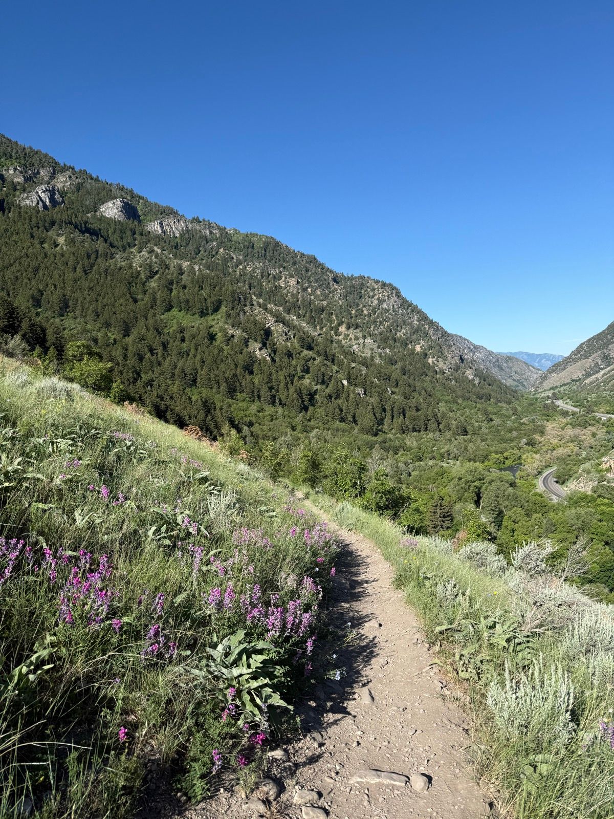 A dirt path winds through green hills with purple wildflowers on either side, set against a backdrop of steep mountains and a clear blue sky in Providence, Utah.