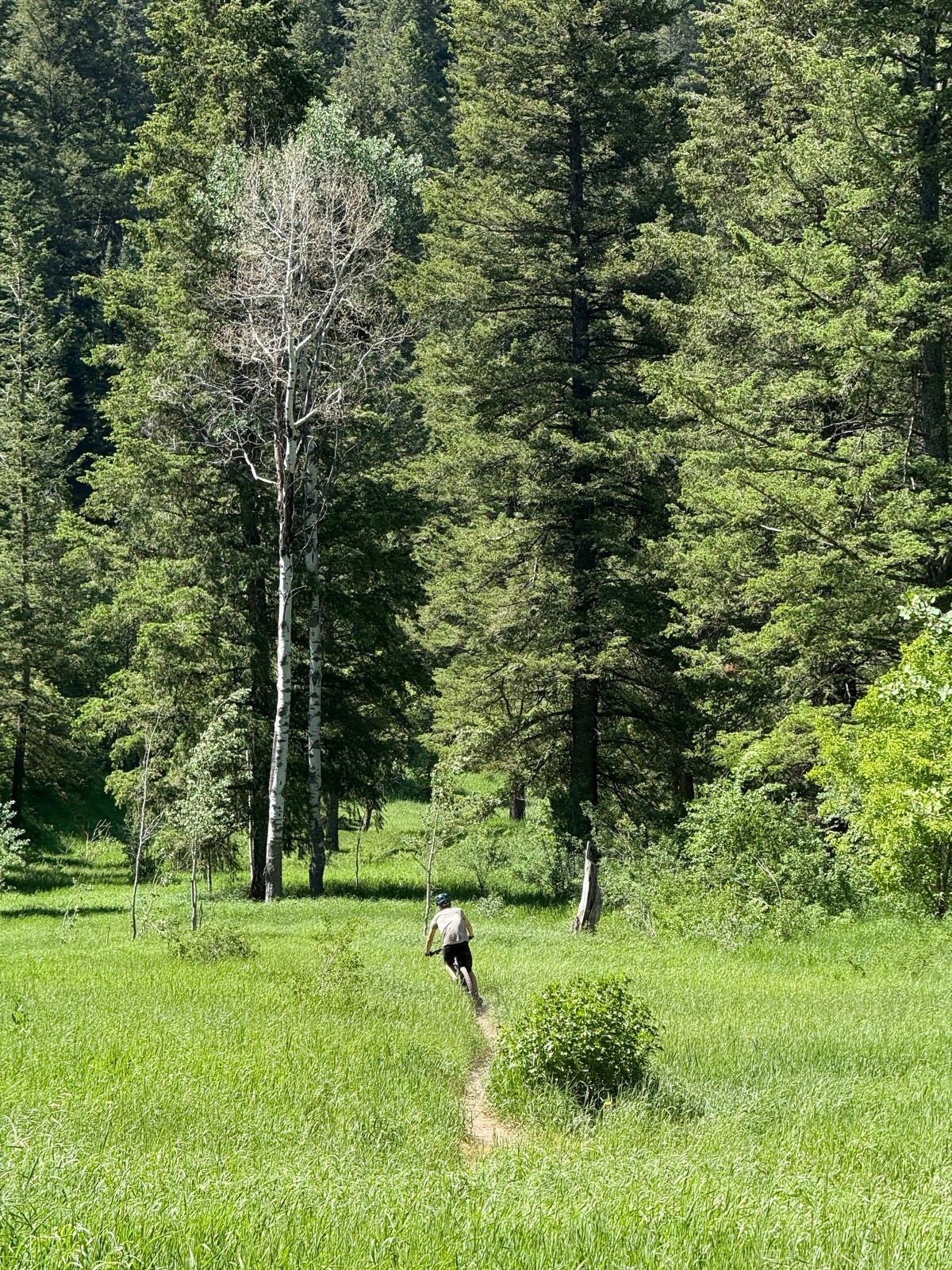 A person rides a mountain bike along a narrow dirt trail through a lush green meadow surrounded by tall trees in Green Canyon, Utah.