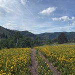 A dirt path winds through a field of bright yellow flowers, surrounded by green trees and rolling hills under a partly cloudy sky in Wasatch, UT.