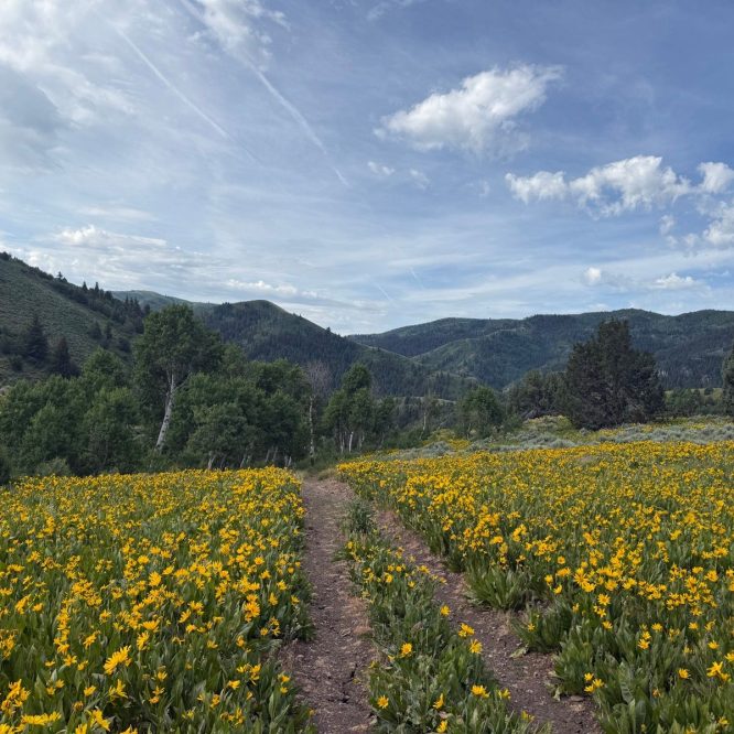 A dirt path winds through a field of bright yellow flowers, surrounded by green trees and rolling hills under a partly cloudy sky in Wasatch, UT.