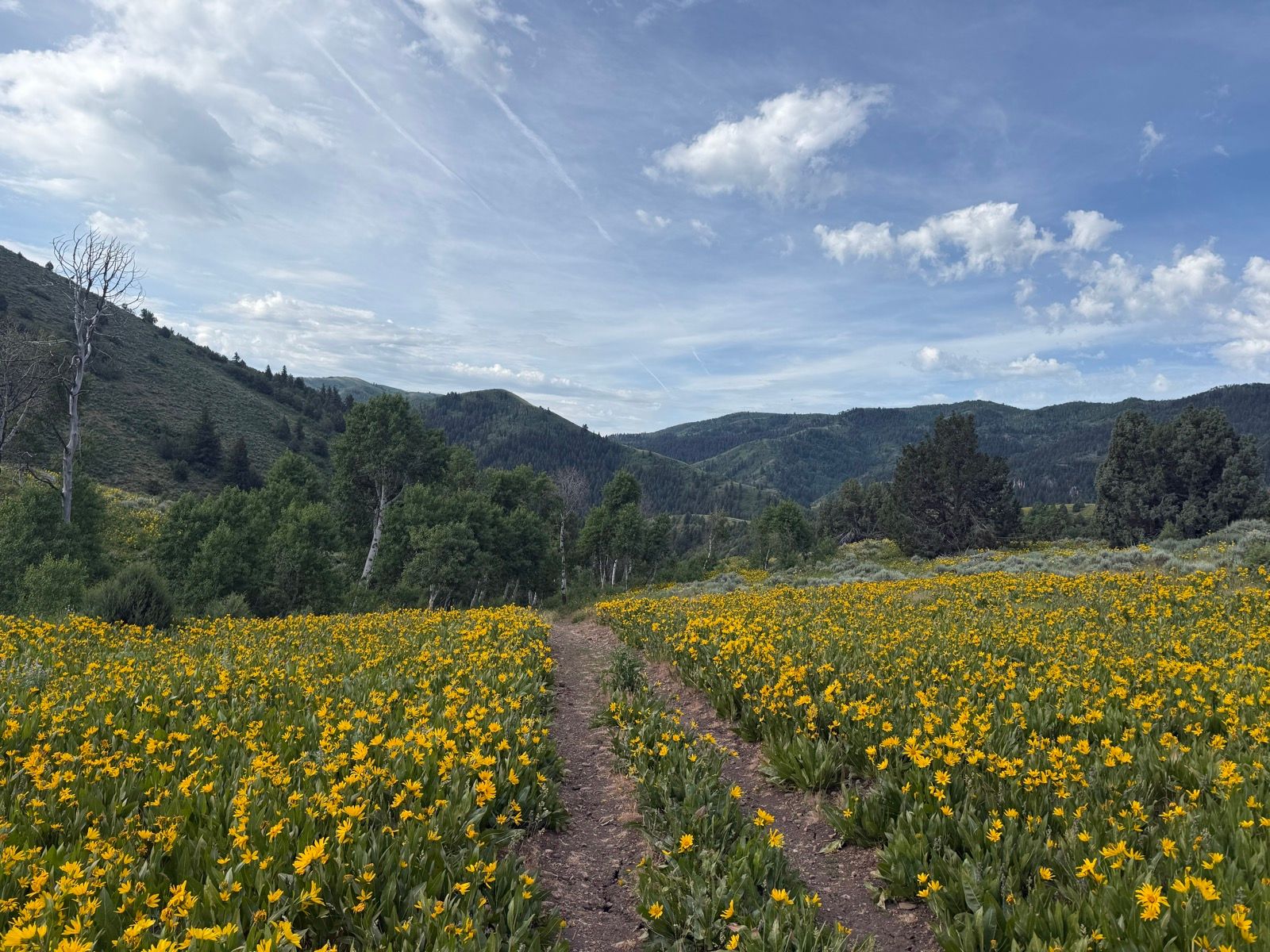 A dirt path winds through a field of bright yellow flowers, surrounded by green trees and rolling hills under a partly cloudy sky in Wasatch, UT.