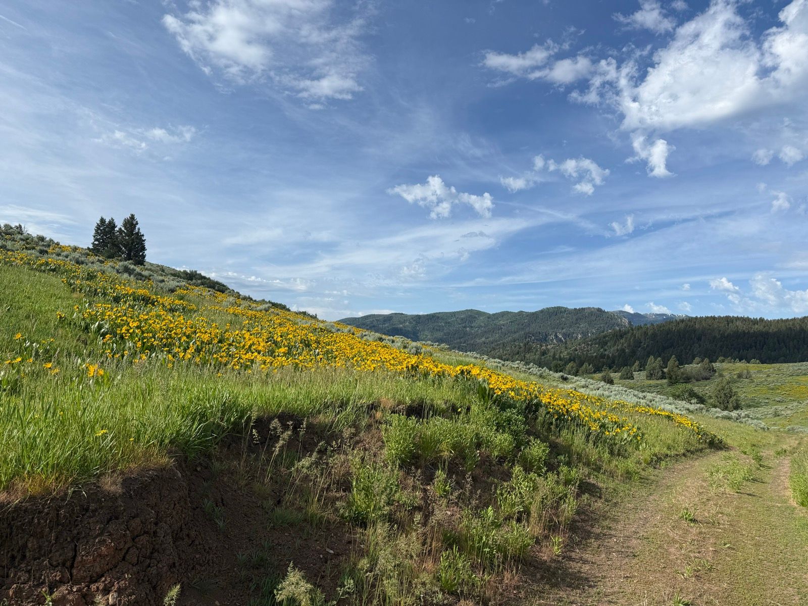 A scenic view of a hillside covered in vibrant yellow wildflowers, with lush green grass in the foreground and mountains in the background under a partly cloudy sky in Wasatch, UT. Two trees are visible on the left side of the image, and a dirt path winds through the landscape.