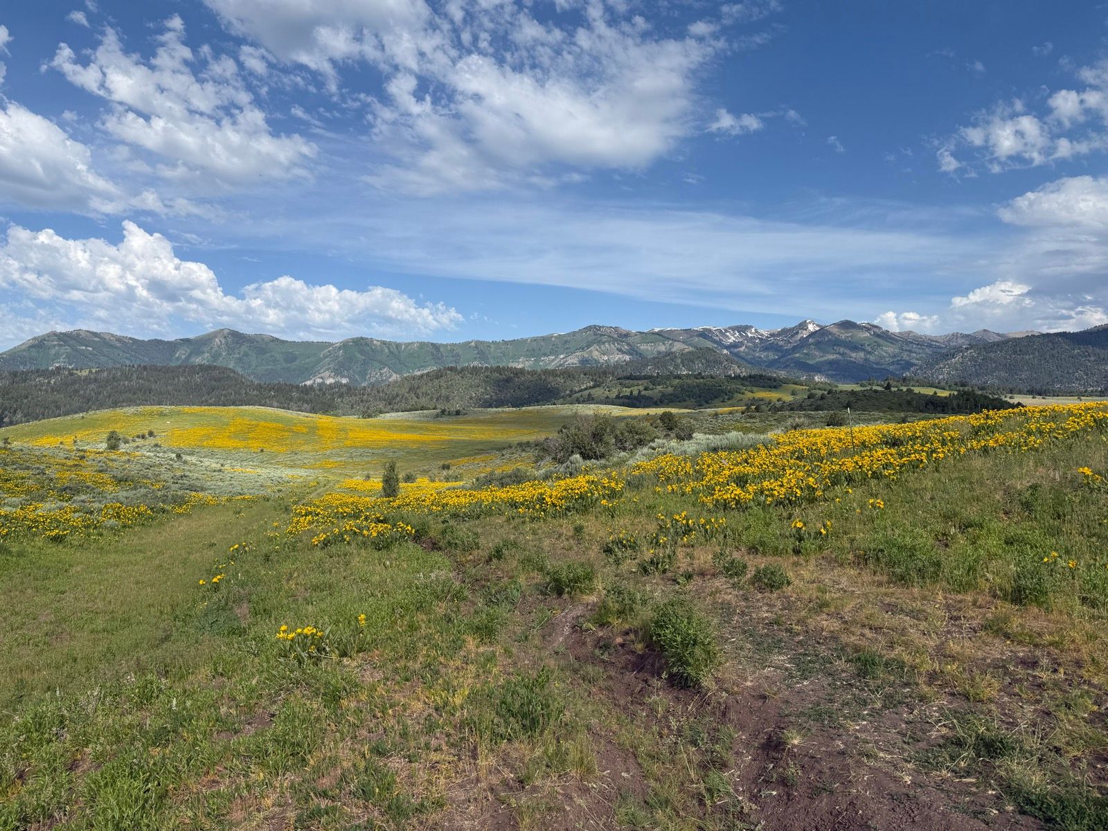 A scenic view of a vibrant field filled with yellow wildflowers in Wasatch, Utah, with rolling green hills and mountains in the background under a partly cloudy blue sky.