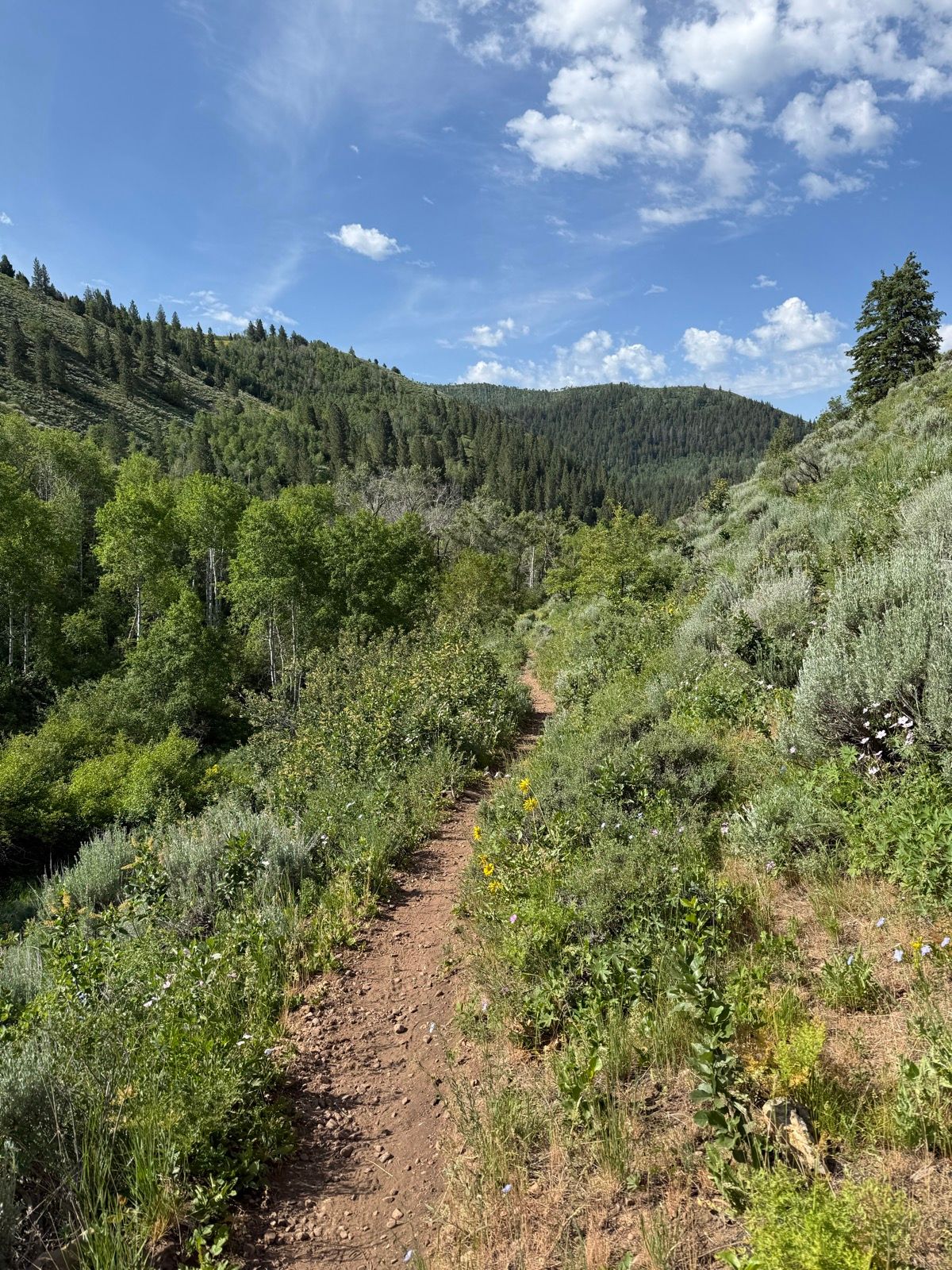 A dirt trail winds through lush greenery and wildflowers in a mountainous area with trees on either side. The sky is partly cloudy, adding a serene atmosphere to the scenic landscape in Wasatch, UT.