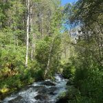 A flowing stream surrounded by lush green trees and vegetation under a clear blue sky. The scene captures the natural beauty of Paradise, Utah.