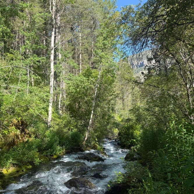 A flowing stream surrounded by lush green trees and vegetation under a clear blue sky. The scene captures the natural beauty of Paradise, Utah.