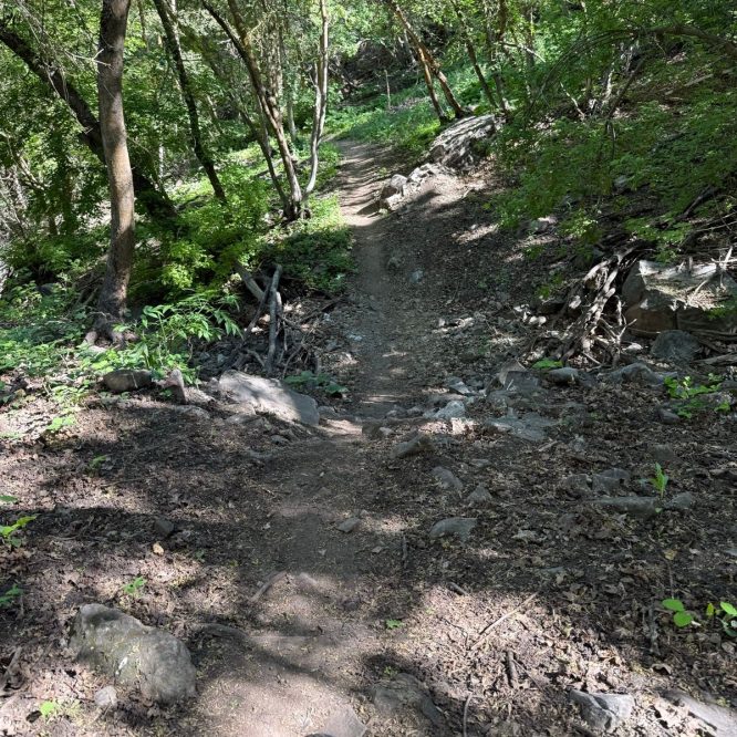 A narrow dirt trail surrounded by lush green trees and rocks, leading downhill in Providence Canyon, Utah. Sunlight filters through the foliage, casting shadows on the path.