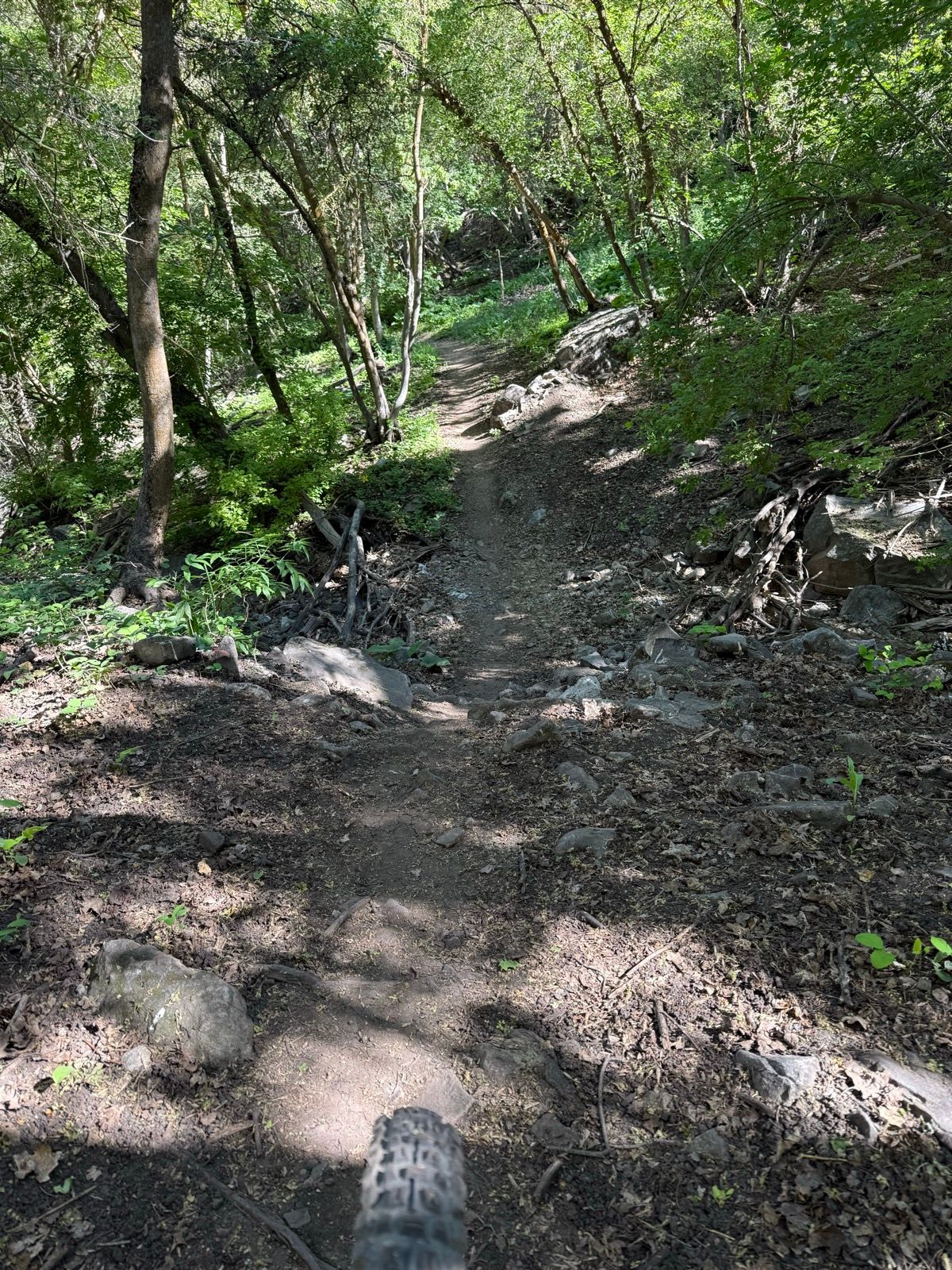A narrow dirt trail surrounded by lush green trees and rocks, leading downhill in Providence Canyon, Utah. Sunlight filters through the foliage, casting shadows on the path.