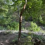 A narrow path winds through a lush green forest at Providence Canyon, Utah, featuring a tall tree with a curved trunk and abundant leafy vegetation surrounding it.