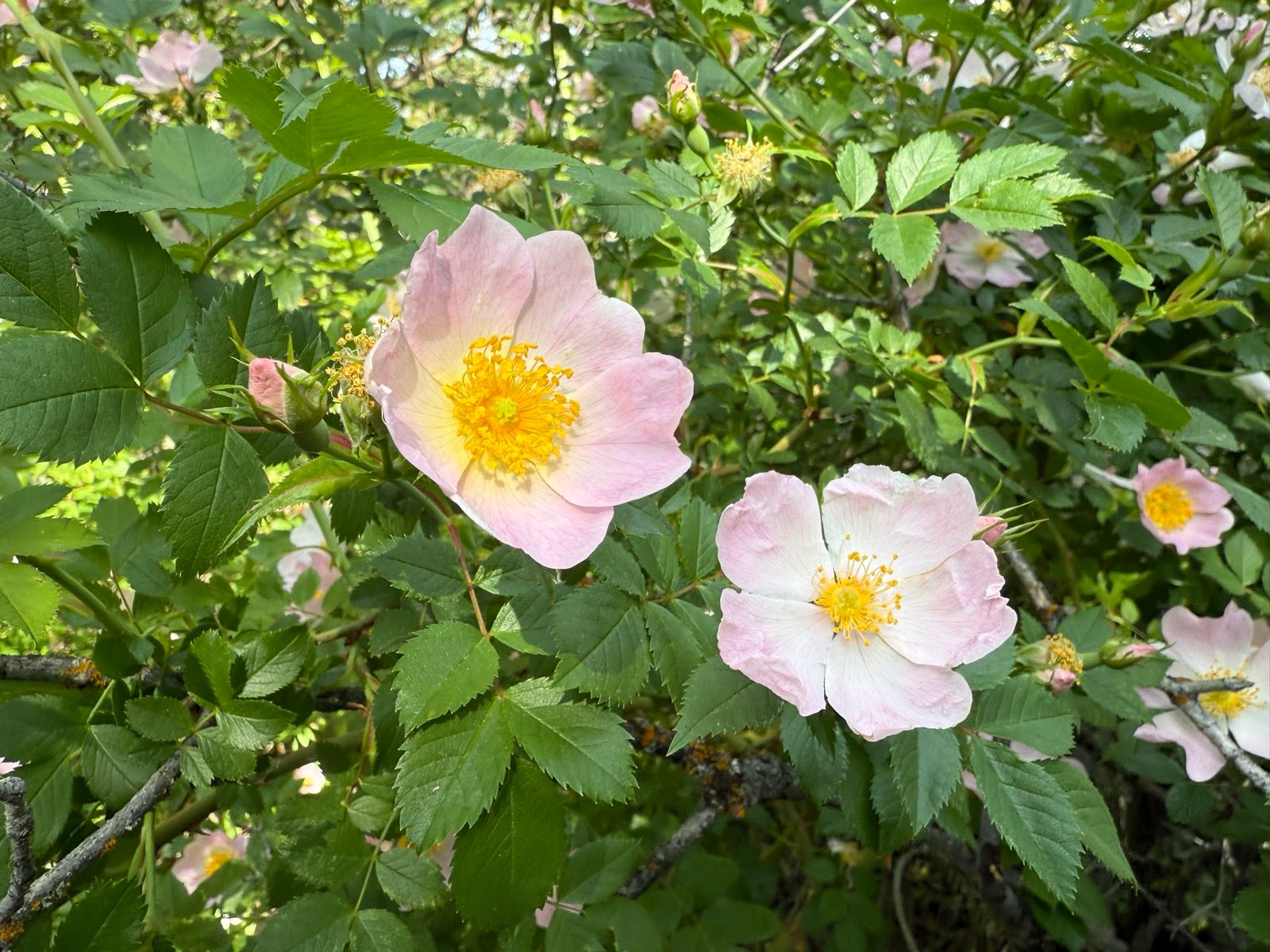 Two pale pink wildflowers with yellow centers surrounded by green leaves and buds, taken in Providence Canyon, Utah.