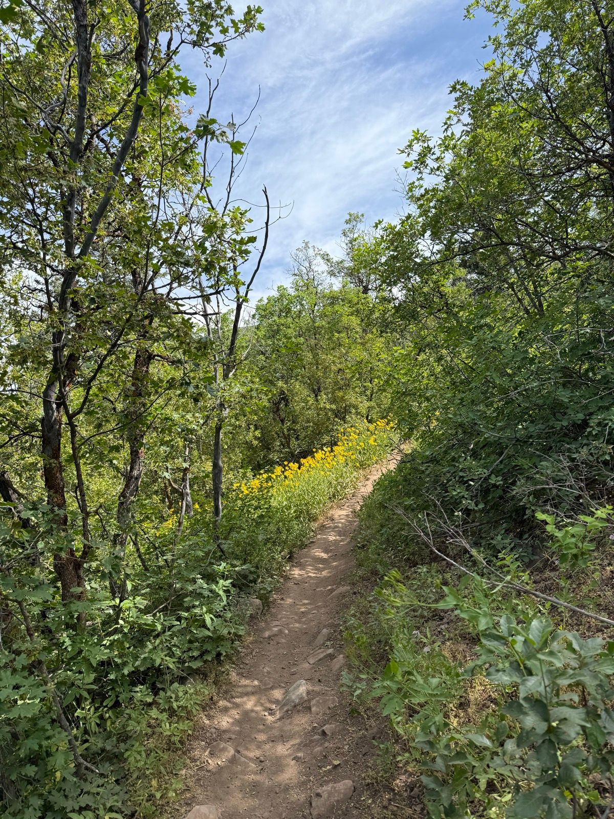 A dirt hiking trail surrounded by green trees and flowering plants, leading through Providence Canyon, Utah. The path is flanked by bright yellow flowers on one side, under a partly cloudy blue sky.