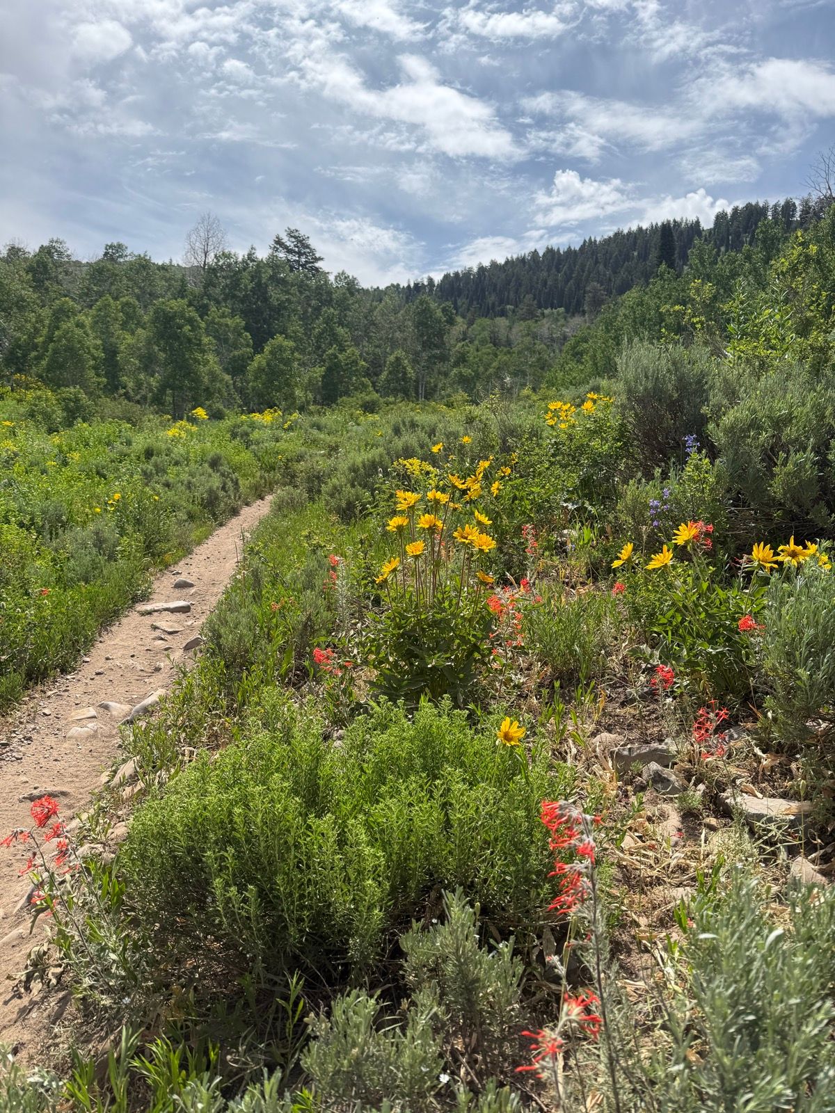 A winding dirt path surrounded by vibrant wildflowers and greenery at Providence Canyon, Utah, under a partly cloudy sky.