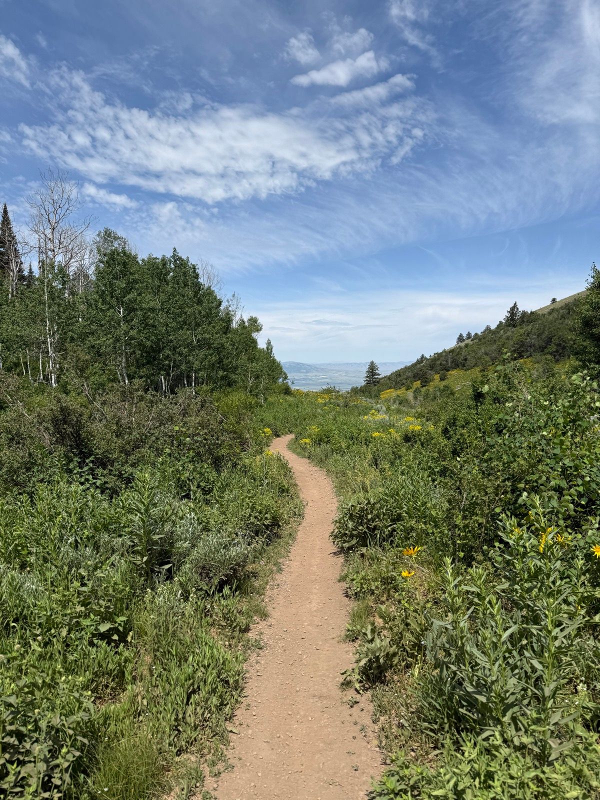 A dirt path winds through lush green foliage under a bright blue sky with scattered clouds, leading to distant hills in Providence Canyon, Utah.
