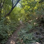 A narrow hiking trail winds through a lush green forest in Providence Canyon, Utah. Sunlight filters through the trees, illuminating the path and surrounding vegetation.