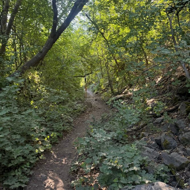 A narrow hiking trail winds through a lush green forest in Providence Canyon, Utah. Sunlight filters through the trees, illuminating the path and surrounding vegetation.