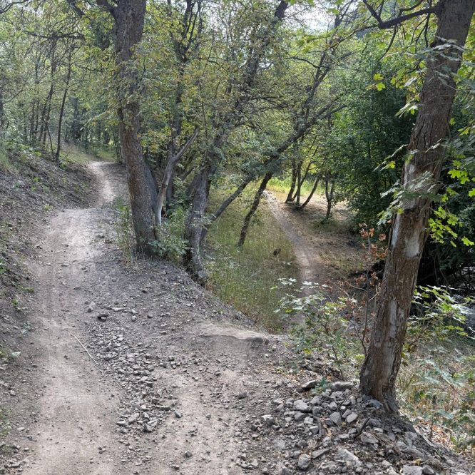 A dirt path winds through a wooded area at Providence Canyon, Utah. On either side of the trail, trees provide a lush green canopy, and the ground is scattered with rocks and soil. Two diverging trails can be seen, leading off into the distance.