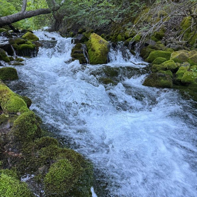 A clear stream of water flows over moss-covered rocks, surrounded by lush greenery in Providence, Utah. The scene captures the natural beauty of the landscape, with the sunlight filtering through the trees.