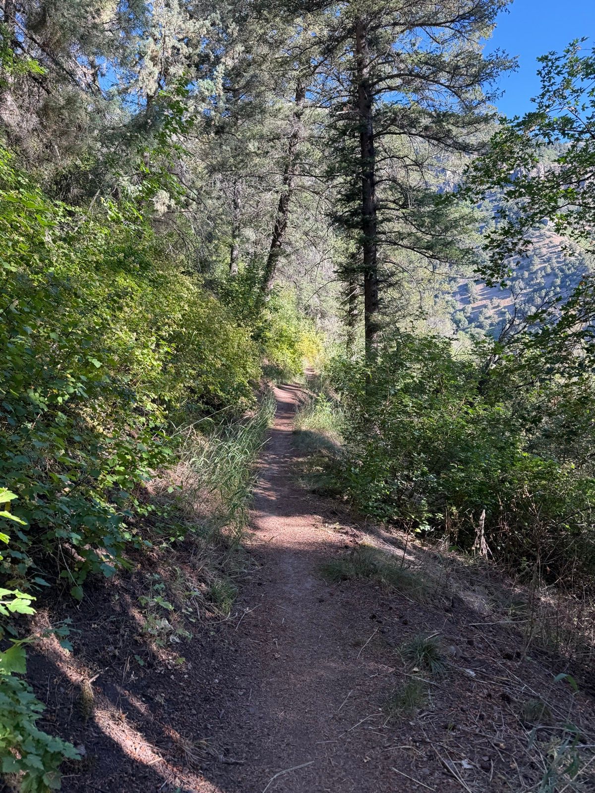 A narrow dirt trail winding through a forested area, lined with green bushes and trees, under a blue sky in Providence, Utah.