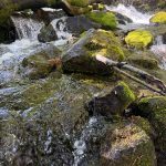 A clear stream flows over moss-covered rocks, with a fallen tree branch above. Sunlight filters through lush green foliage in Paradise, Utah.