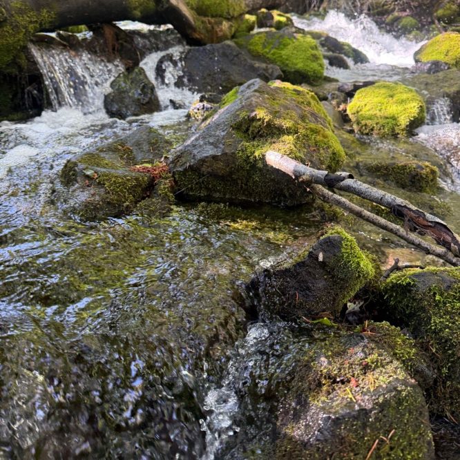 A clear stream flows over moss-covered rocks, with a fallen tree branch above. Sunlight filters through lush green foliage in Paradise, Utah.
