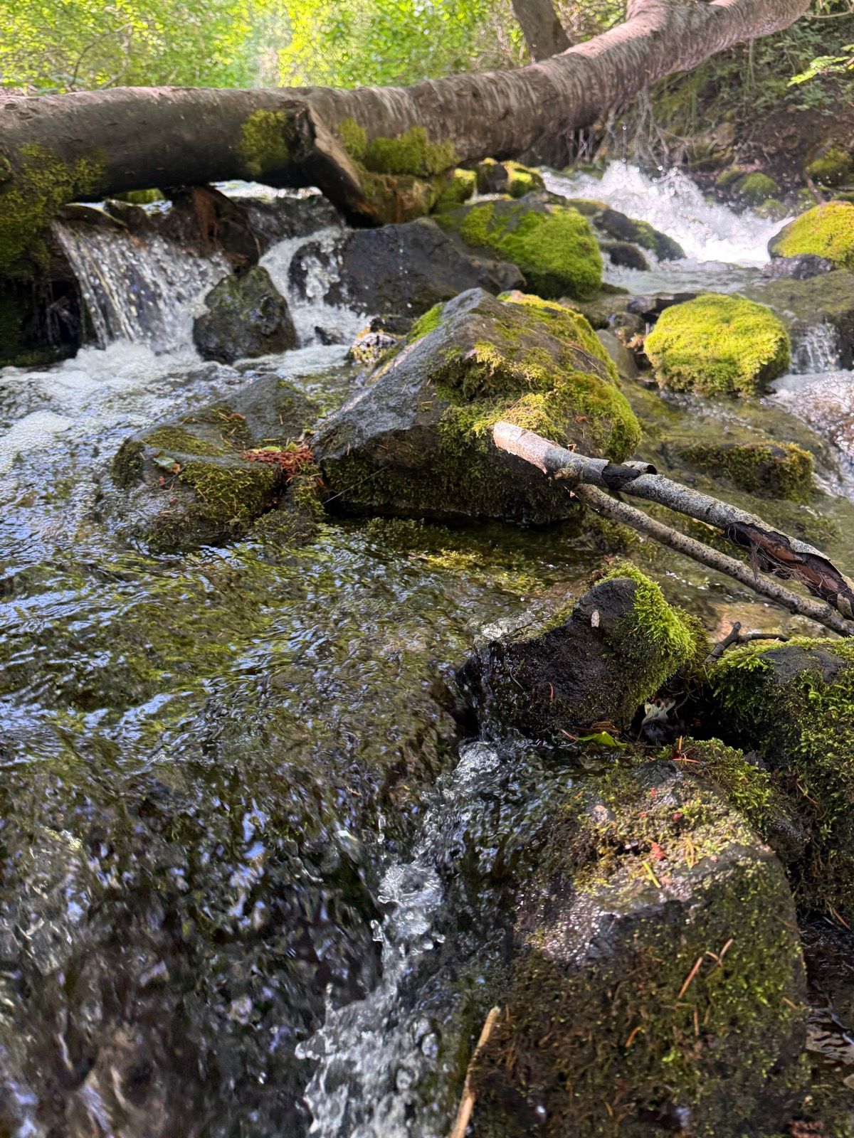 A clear stream flows over moss-covered rocks, with a fallen tree branch above. Sunlight filters through lush green foliage in Paradise, Utah.
