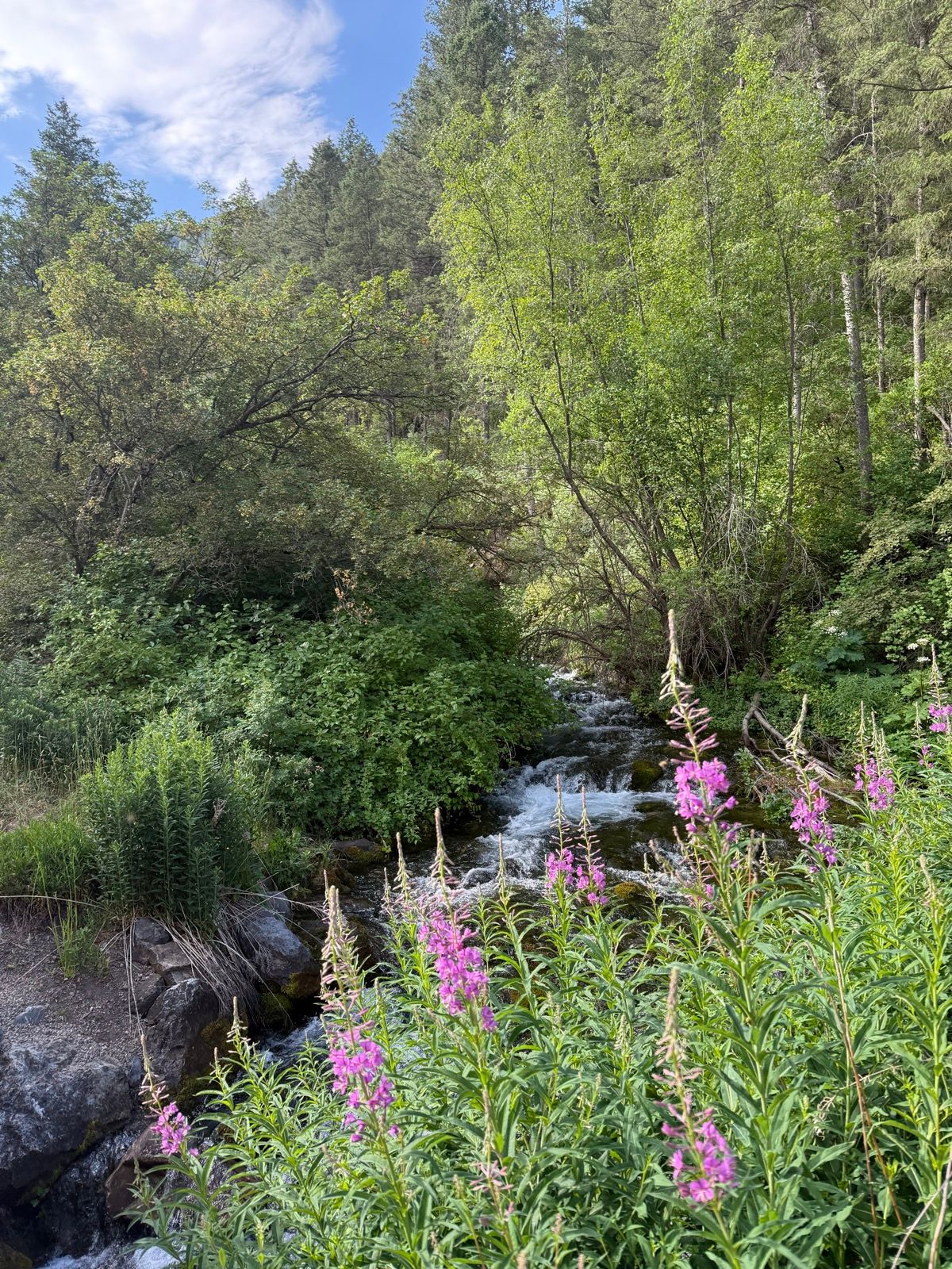 A vibrant scene in Paradise, Utah, featuring a clear stream flowing through a lush green landscape. In the foreground, tall purple flowers bloom amidst verdant foliage, while a backdrop of trees and a blue sky completes the picturesque setting.