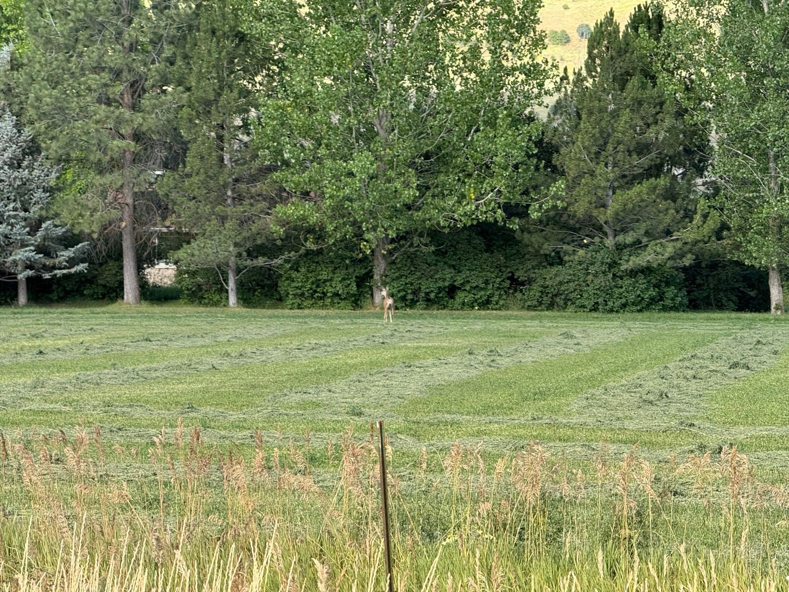A deer stands in a grassy field surrounded by green trees in Nibley, Utah. The grass appears freshly cut, with visible rows and patches. In the foreground, tall grasses and plants are seen.