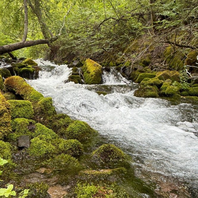 A serene stream flows through a lush, green landscape in Paradise, Utah. The water cascades over moss-covered rocks, surrounded by vibrant foliage and trees.
