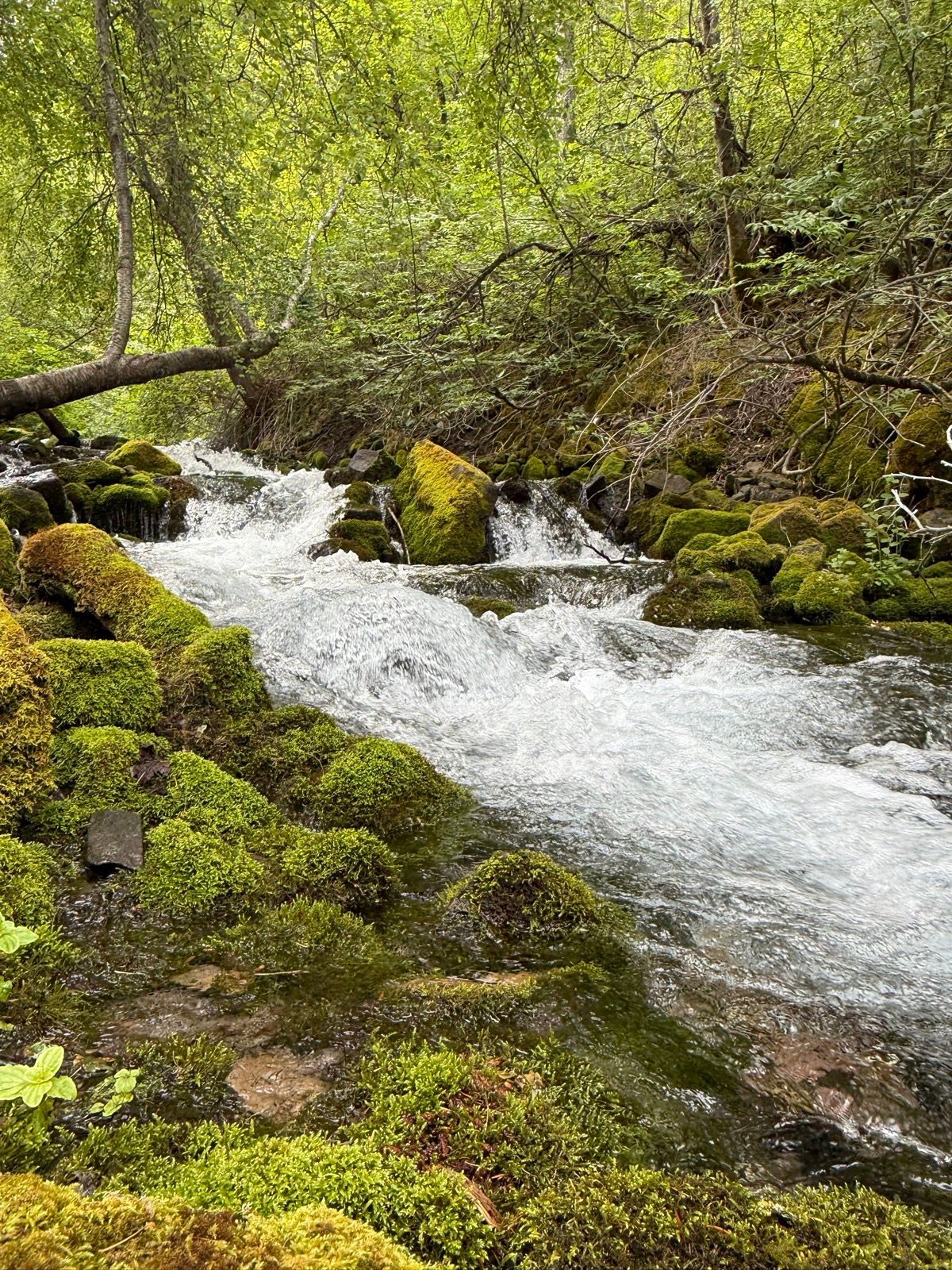 A serene stream flows through a lush, green landscape in Paradise, Utah. The water cascades over moss-covered rocks, surrounded by vibrant foliage and trees.