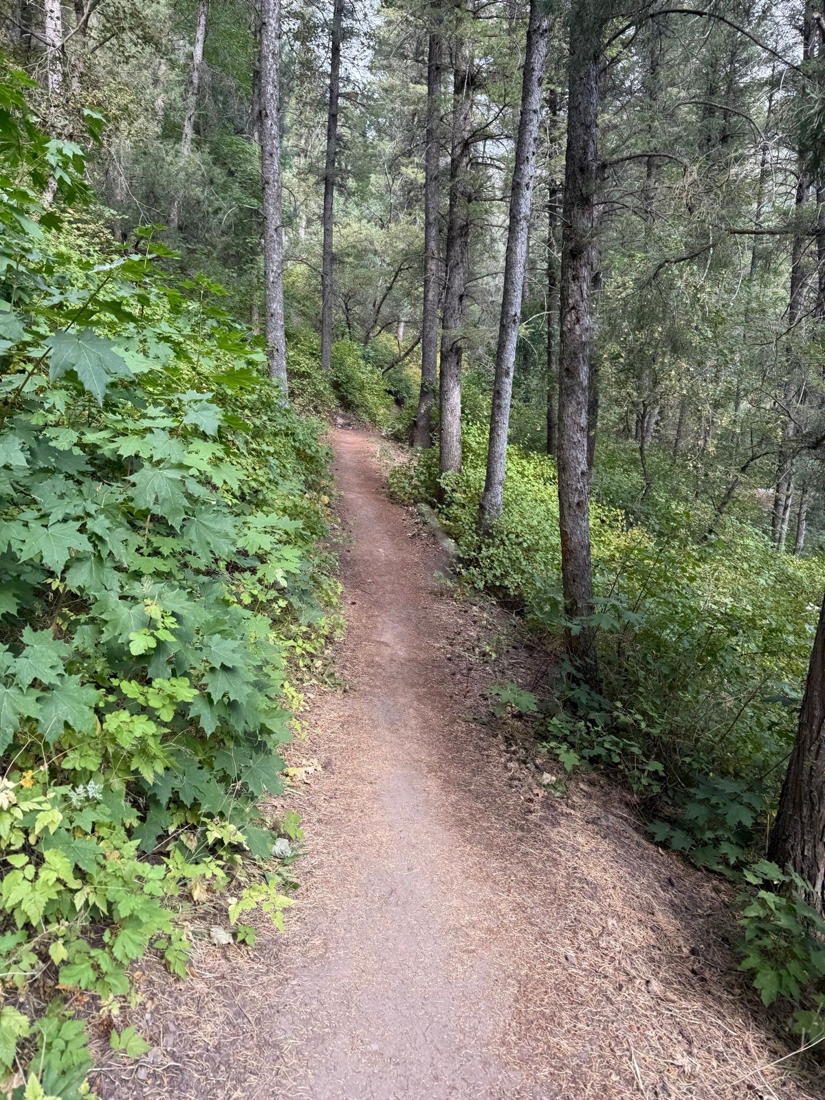 A narrow dirt path winding through a lush, green forest in Paradise, Utah, bordered by tall trees and dense foliage.