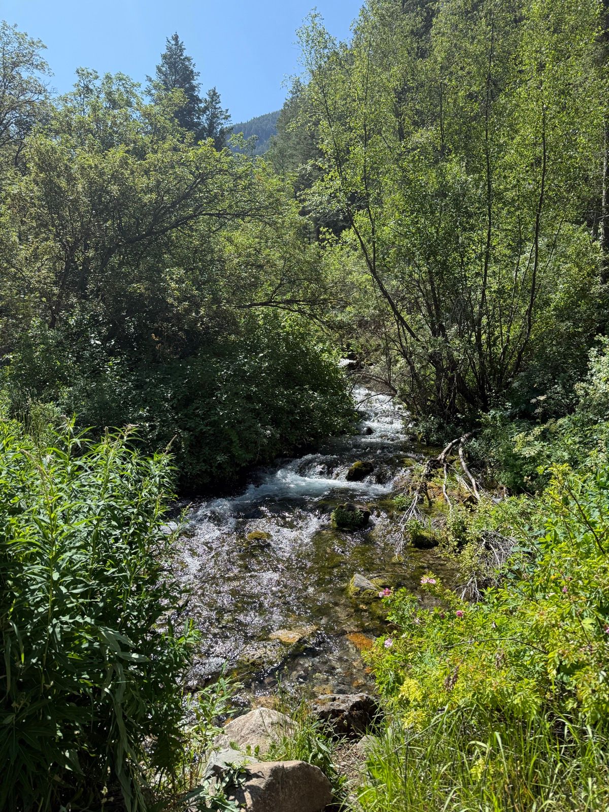 A clear stream flows through lush greenery, with various plants and trees surrounding the water. The scene is set under a bright blue sky, highlighting the vibrant colors of the foliage in Providence, Utah.