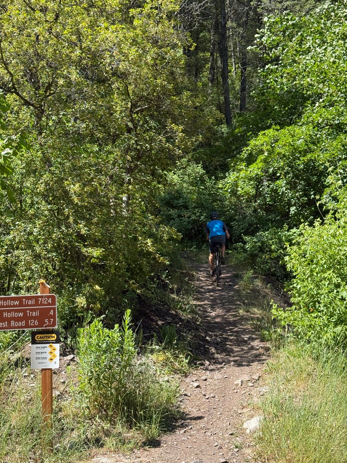 A person on a mountain bike rides along a narrow dirt trail surrounded by lush greenery in Providence, Utah. Trail signs indicate the Hollow Trail with directions and distances. The scene is bright and sunny, showcasing the natural landscape.