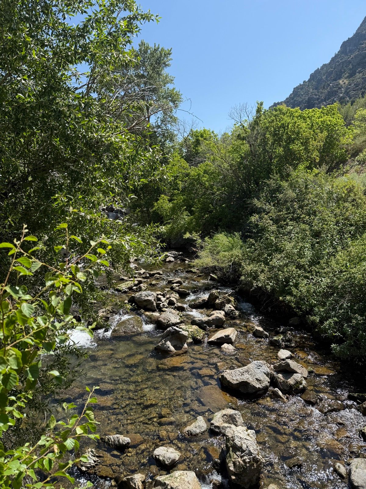 A scenic view of a clear stream flowing over rocks, surrounded by lush green trees and shrubs under a blue sky in Providence, Utah.