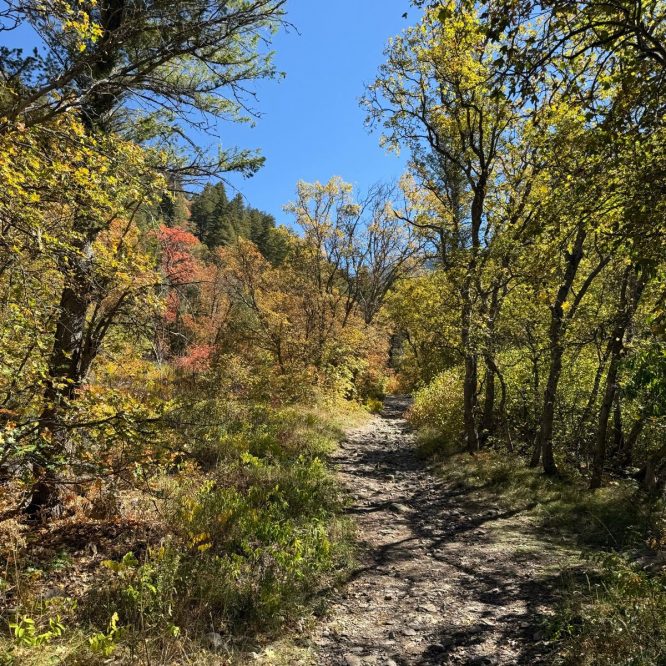 A dirt trail winds through a vibrant forest in Paradise, Utah, featuring trees with yellow and orange leaves under a clear blue sky.