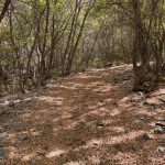 A narrow trail covered with fallen leaves and small rocks, surrounded by trees with green foliage, in Providence Canyon, Utah.