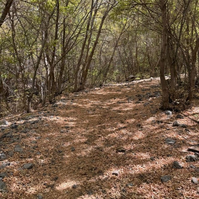 A narrow trail covered with fallen leaves and small rocks, surrounded by trees with green foliage, in Providence Canyon, Utah.