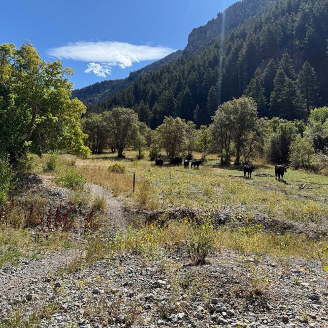 A gravel path winds through a grassy meadow surrounded by trees in Providence Canyon, Utah. Several cows are grazing in the background, set against a backdrop of mountains and a clear blue sky with a few clouds.