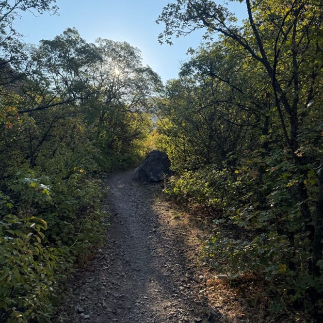 A narrow dirt path winds through a lush green forest with trees on either side, sunlight filtering through the leaves. A large rock is visible on the path, and the sky above is clear and blue.